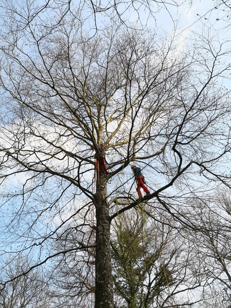 Ateliers spectaculaires - pont de singe, tyrolienne, pendule